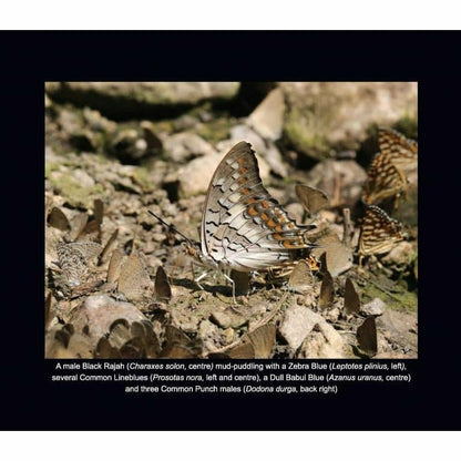 Butterfly Log: Margalla Hills National Park -  Books -  Sang-e-meel Publications.