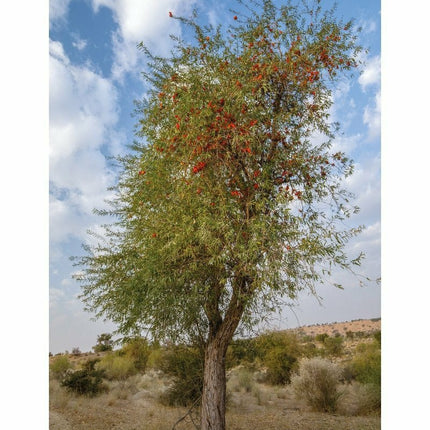 Mithi Whispers in the Sand -  Books -  Sang-e-meel Publications.